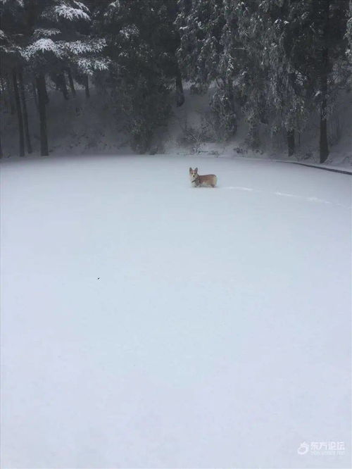 儿童梦到下雪是什么征兆,9岁女儿梦到家里下大雪什么预兆？