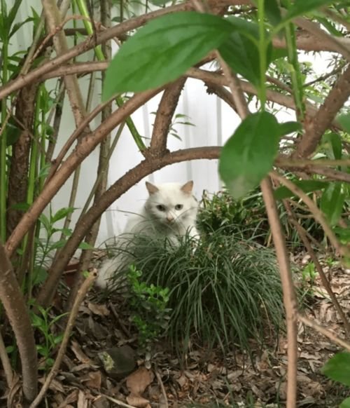 女生梦到猫意味着什么,女人梦见猫是什么预兆