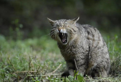 做梦梦到猛虎有什么寓意,梦见猛虎惊是什么预兆