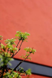 女生梦到种花是什么意思,梦见种花是什么预兆