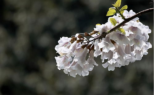 孕妇梦到杏树园什么意思,孕妇梦见黄杏什么兆头