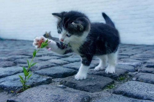 女人梦到打猫什么预兆,女人梦见和猫打架