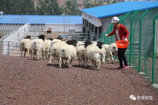 女人梦到羊预示什么梦兆,女人梦见羊是什么预兆