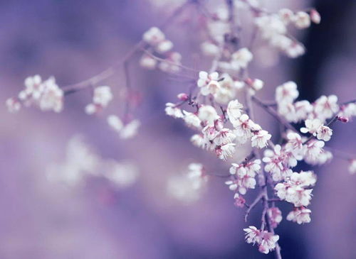 出生梦到花是什么意思,孩子出生前一晚，老公梦见一树百合花开，预兆着什么？望贵人指教。