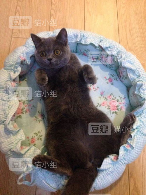 做梦自己梦到养猫什么意思,梦见养猫预示什么梦见养猫意味着什么