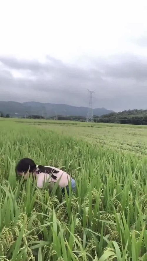 女人梦到谷子是什么预兆,女人梦见稻谷有什么预兆