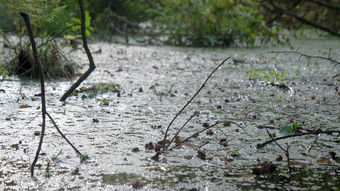 梦到下雨很大的风预示什么,梦见大风大雨什么意思梦见大风大雨代表了什么