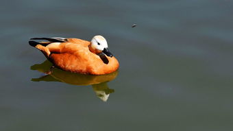 学生梦到虫子是什么意思,梦见虫子是什么预兆