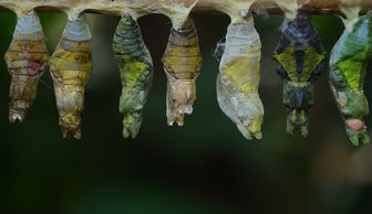 怀孕梦到泥鳅有什么预兆,梦到泥鳅是什么意思周公解梦