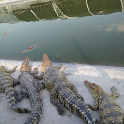 梦到不断杀鳄鱼什么意思,梦见打死鳄鱼的预兆