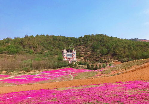 梦到上白虎山什么意思,梦见白虎的预兆