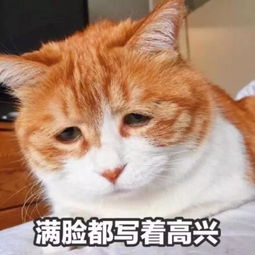 孩子梦到小猫死了什么意思,梦见猫死了的预兆