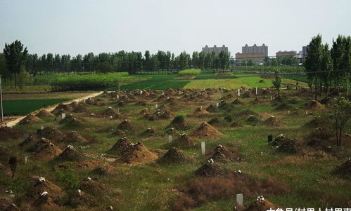 怀孕梦到黄坟地什么意思,孕妇梦见坟墓是什么意思 孕妇梦见坟墓有什么预兆