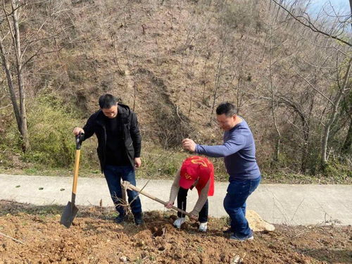 梦到丈夫种绿植树什么意思,梦见老公在卧室里种了一颗大果树什么意思