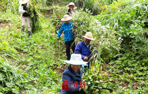 梦到上山割草什么意思,我梦见去山上割长毛草是好梦吗？