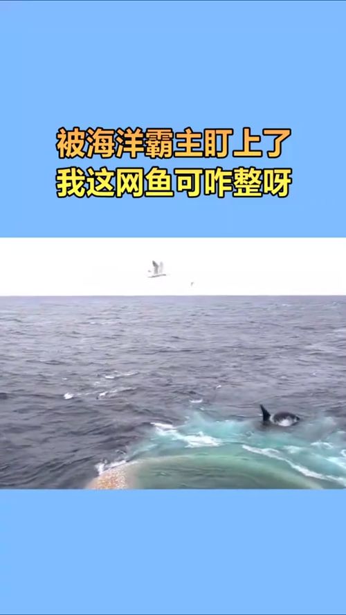 怀孕梦到大海网鱼什么意思,梦见大海里用网网鱼的预兆