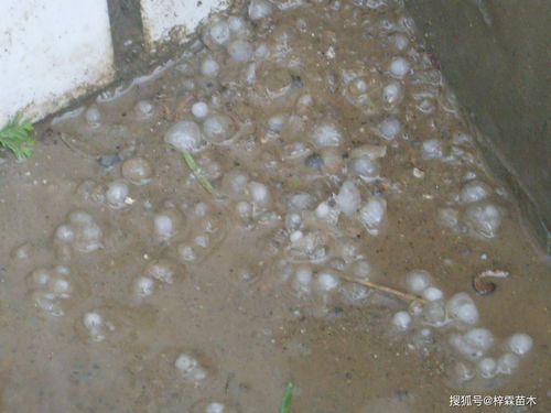 梦到下暴雨冰雹什么意思,梦见大雨和冰雹的预兆