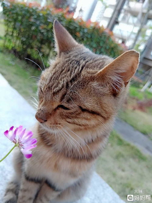 怀孕梦到养猫是什么意思,孕妇孕妇做梦梦见猫是什么意思