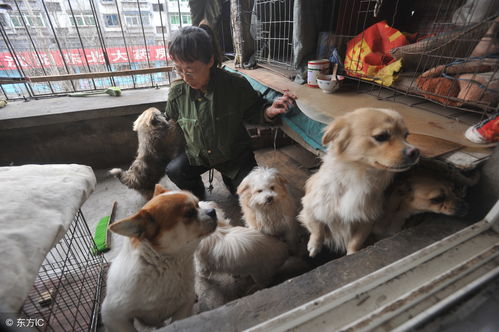 昨晚梦到救狗狗什么意思,梦见自己救了只小狗的预兆