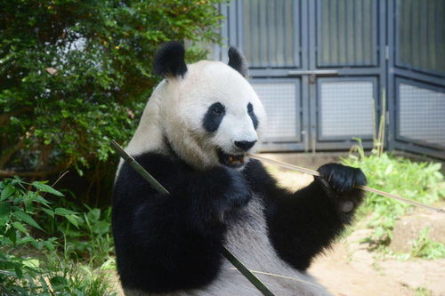 怀孕梦到熊猫了预示着什么,孕妇梦见熊猫有什么征兆