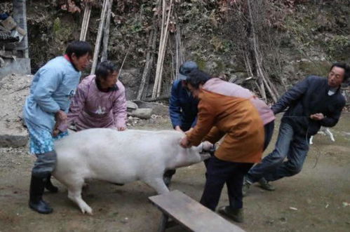 属猪梦到杀猪是什么意思,孩子属猪晚上做梦梦见自己打猪并找人杀猪什么预兆？