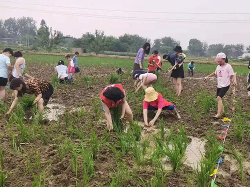 梦到下田栽秧子什么意思,梦见栽秧子的预兆