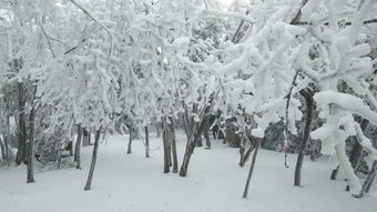 梦到下雪旅行什么意思呀,梦见旅行遇到风雪的预兆