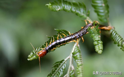 常梦到蜈蚣是什么意思,梦见蜈蚣有什么预兆