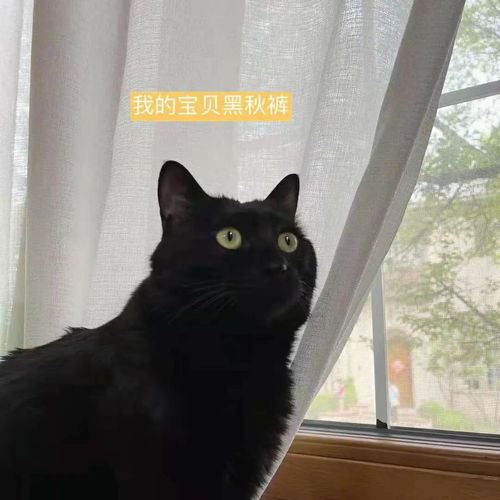 梦到一只黑猫预示什么,做梦梦见黑猫是什么意思