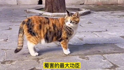 梦到一只野猫预示什么,梦见梦里看见一只猫的预兆