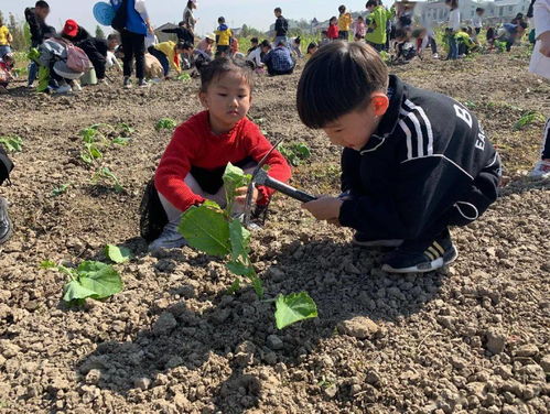 梦到下雨栽红薯什么意思,梦见栽红薯的预兆