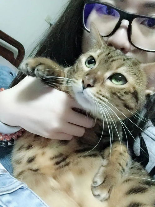 梦到丈夫养猫什么意思呀,梦见自己男人养猫的预兆