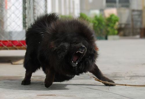 学生梦到藏獒打架什么意思,梦见很多藏獒打架的预兆