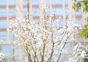 梦到下雪了喝酒什么征兆,梦见下雪是什么征兆周公解梦