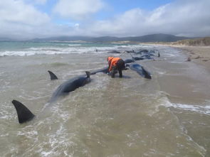 怀孕梦到海里死亡什么意思,梦见女孩在海里死了的预兆