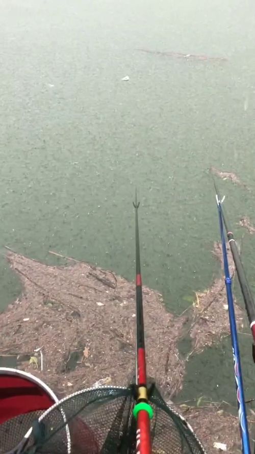 梦到下雨钓鱼是什么意思,梦见雨天钓鱼的预兆