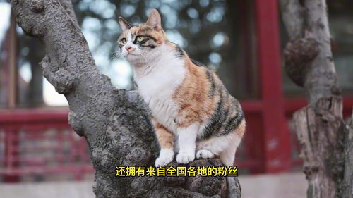 梦到一只野猫预示什么,梦见梦里看见一只猫的预兆