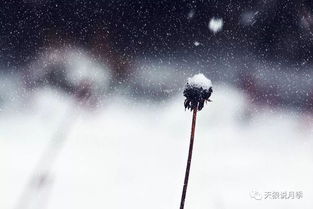 梦到下雪中开花什么意思,梦见雪地里开花的预兆