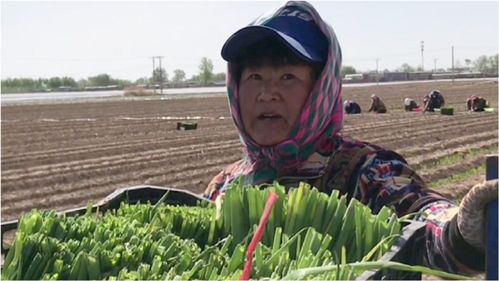 梦到不好的大葱什么意思,梦见大葱是什么预兆周公解梦