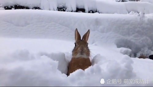 梦到下雪为什么亲人要去世,梦见下雪会亲人离世吗