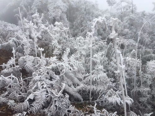 梦到下雪亲人落水什么意思,梦见自己的亲人落水的预兆