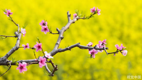 梦到一屋桃花什么意思,梦见屋里桃花开的预兆