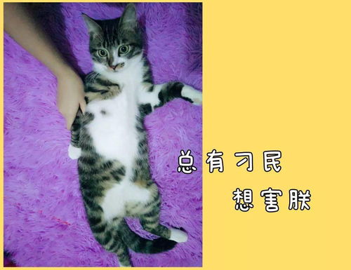 小孩梦到养猫什么预兆呢,梦见收养猫的预兆