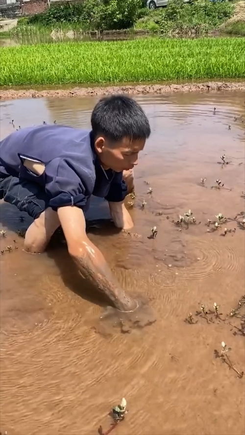 昨天梦到抓黄鳝什么意思,梦见抓黄鳝预示什么梦到抓黄鳝是好兆头吗