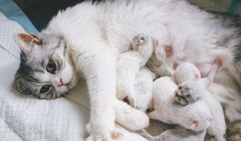 怀孕梦到生猫咪什么意思,孕妇梦到自己生下猫预示着什么