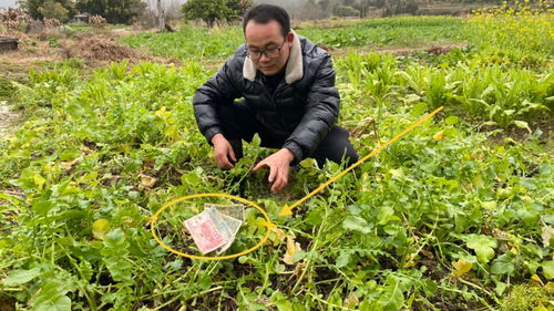 怀孕的人梦到菜园什么意思,孕妇梦见菜地是什么意思