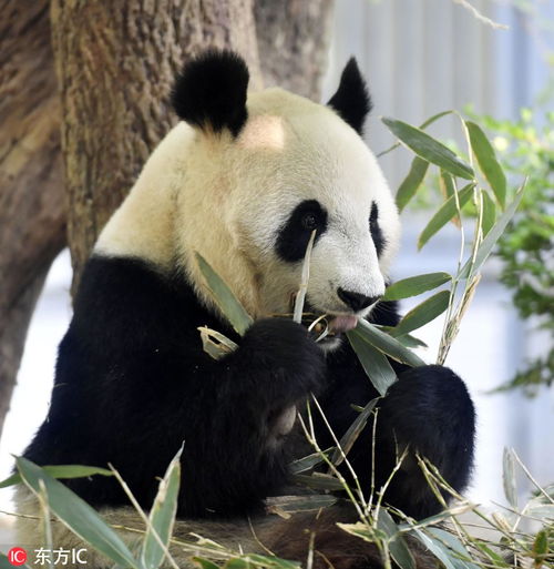 怀孕梦到鱼或熊猫生什么,孕妇梦见熊猫有什么征兆