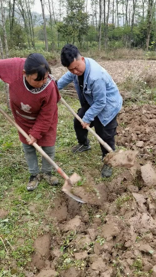 怀孕梦到地里干活什么意思,孕妇梦见在地里干活农活