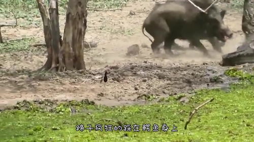 梦到2头野猪什么预兆,梦见俩只野猪的预兆