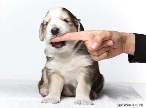 梦到下雨狗咬是什么意思,做梦梦见下雨又梦见有狗咬我是什么意思